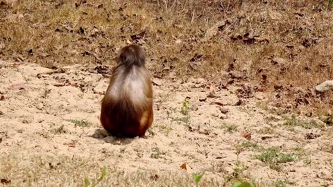 Watch the monkeys and enjoy the wonderful music P3