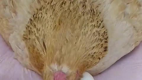 A grateful hen