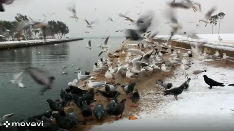 Birds viral vedio