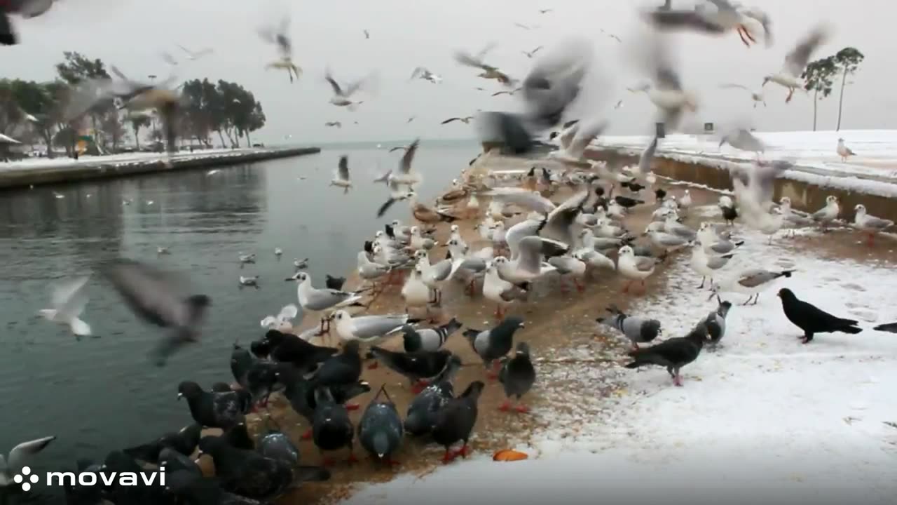 Birds viral vedio