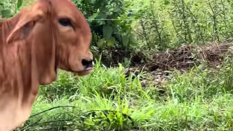 Brahman Cow With Swirled Snout