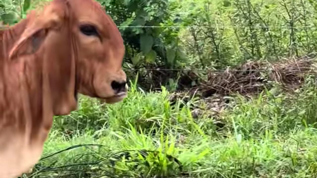 Brahman Cow With Swirled Snout