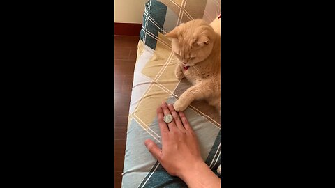 funny cat video