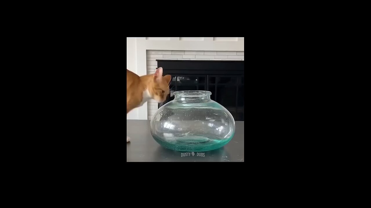 Animal funny