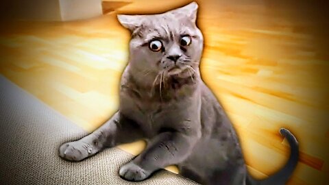 Best Cat Videos of the Decade 😅
