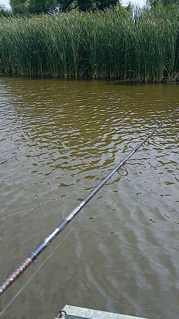 Gump and I have to tag team a largemouth bass into the boat.