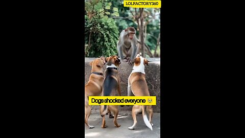 Monkey Surrounded by Dogs – The Ending Is Totally Unexpected😱