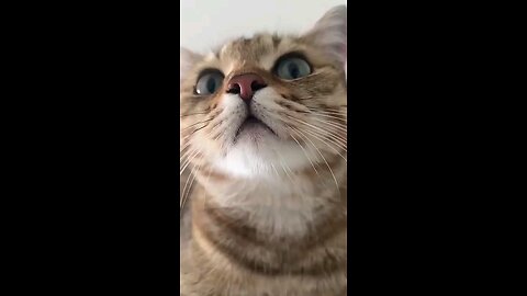 cat roaring