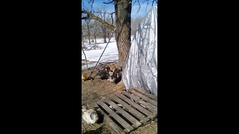 communal dust bath