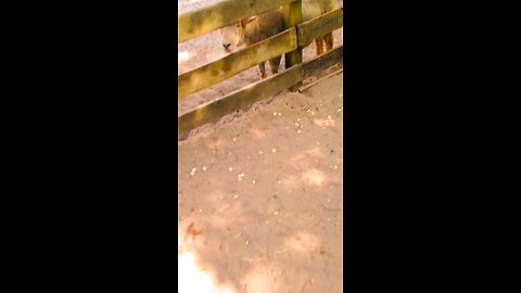A cute Sheep 🐑 at Popcorn 🍿 Park Zoo (From 2014? 2015?)