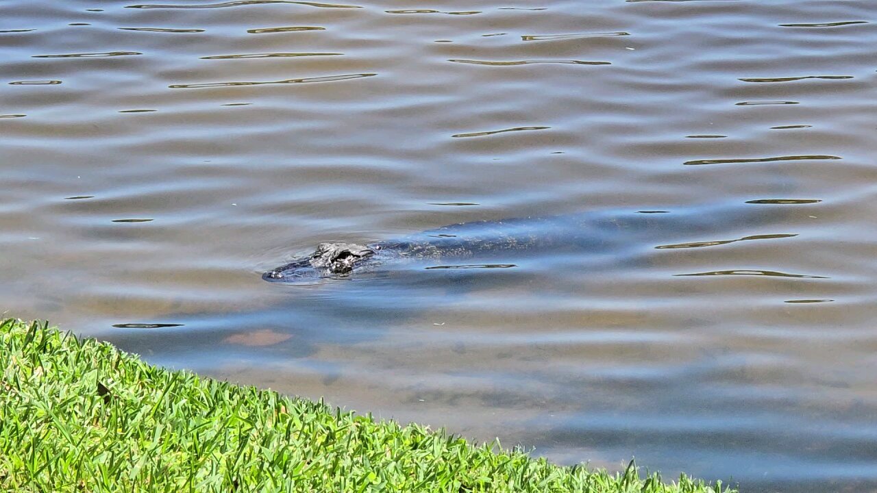 Hiding In The Neighborhood Pond