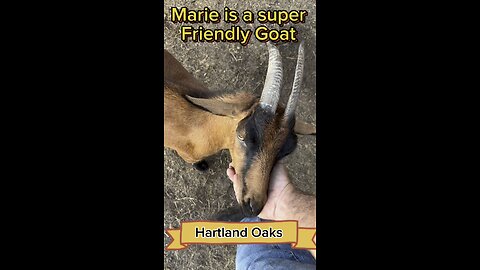 Marie is one of our oldest goats and she is still super friendly
