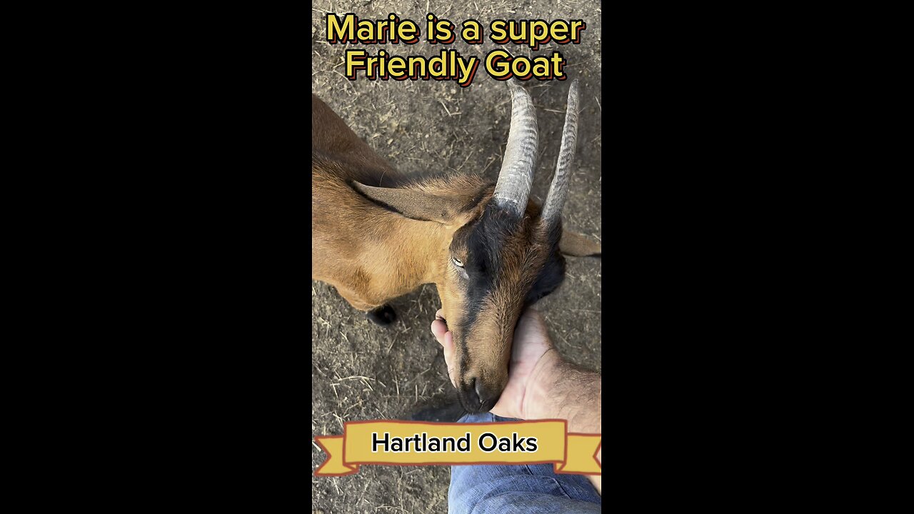 Marie is one of our oldest goats and she is still super friendly