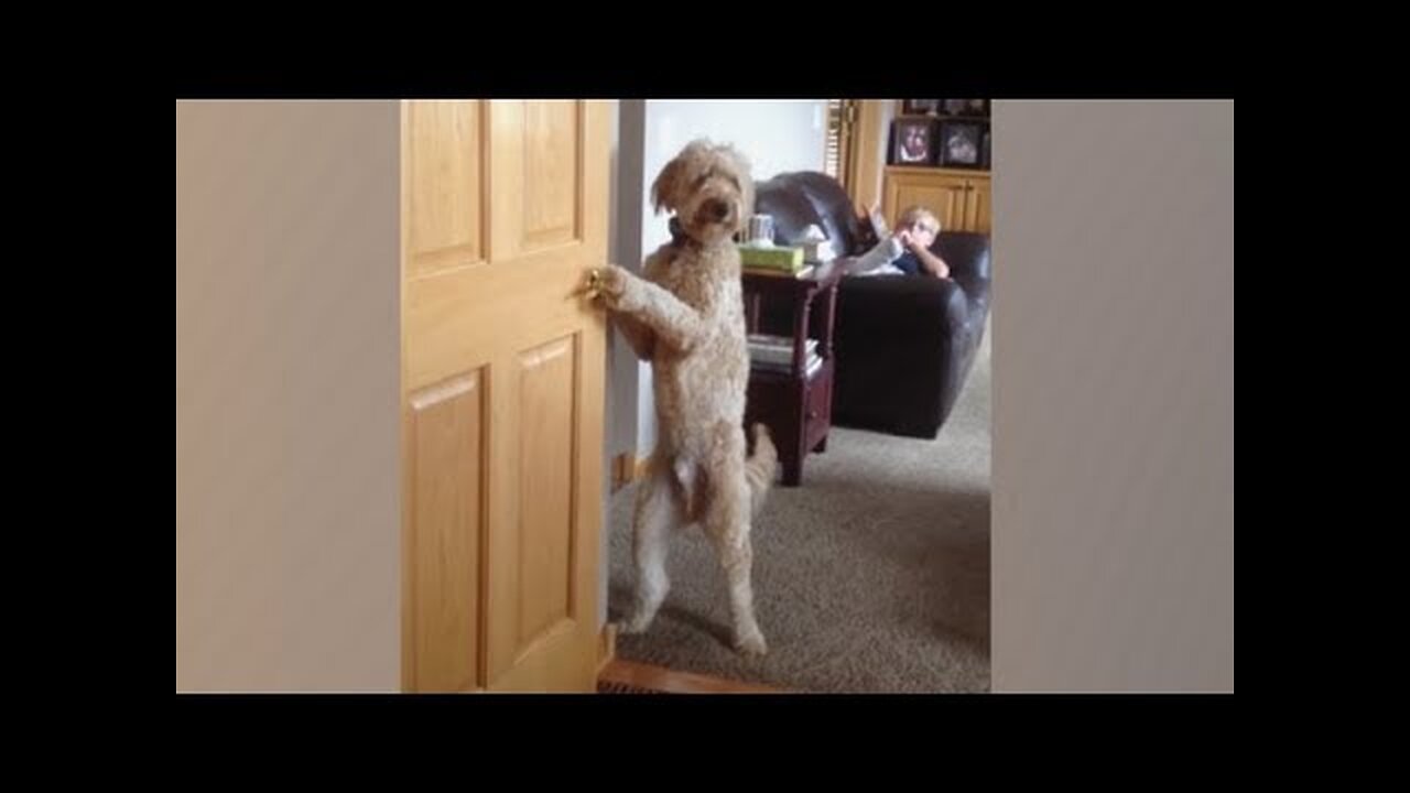 LAUGH at EVERY VIDEO! - Best FUNNY ANIMALS EVER!