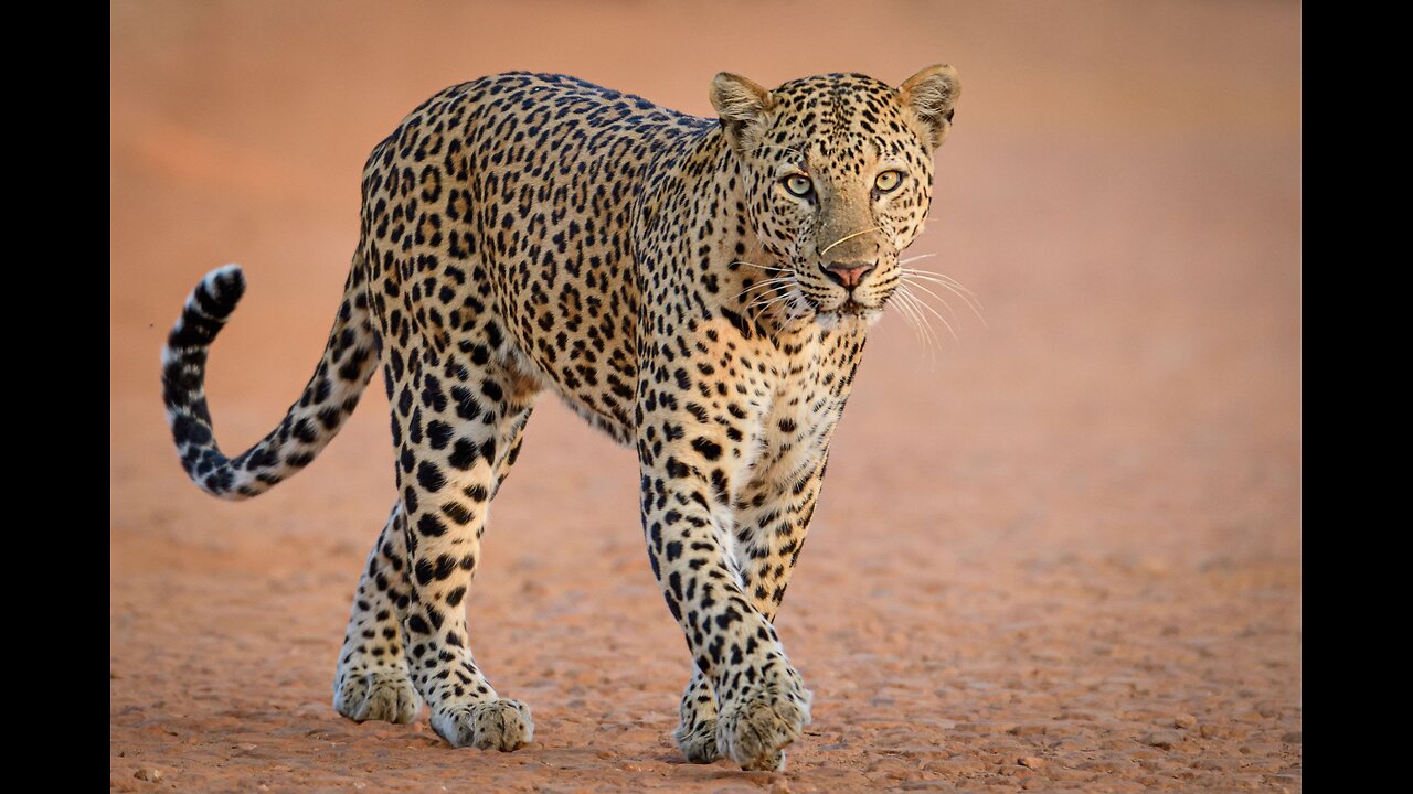 Jaguars