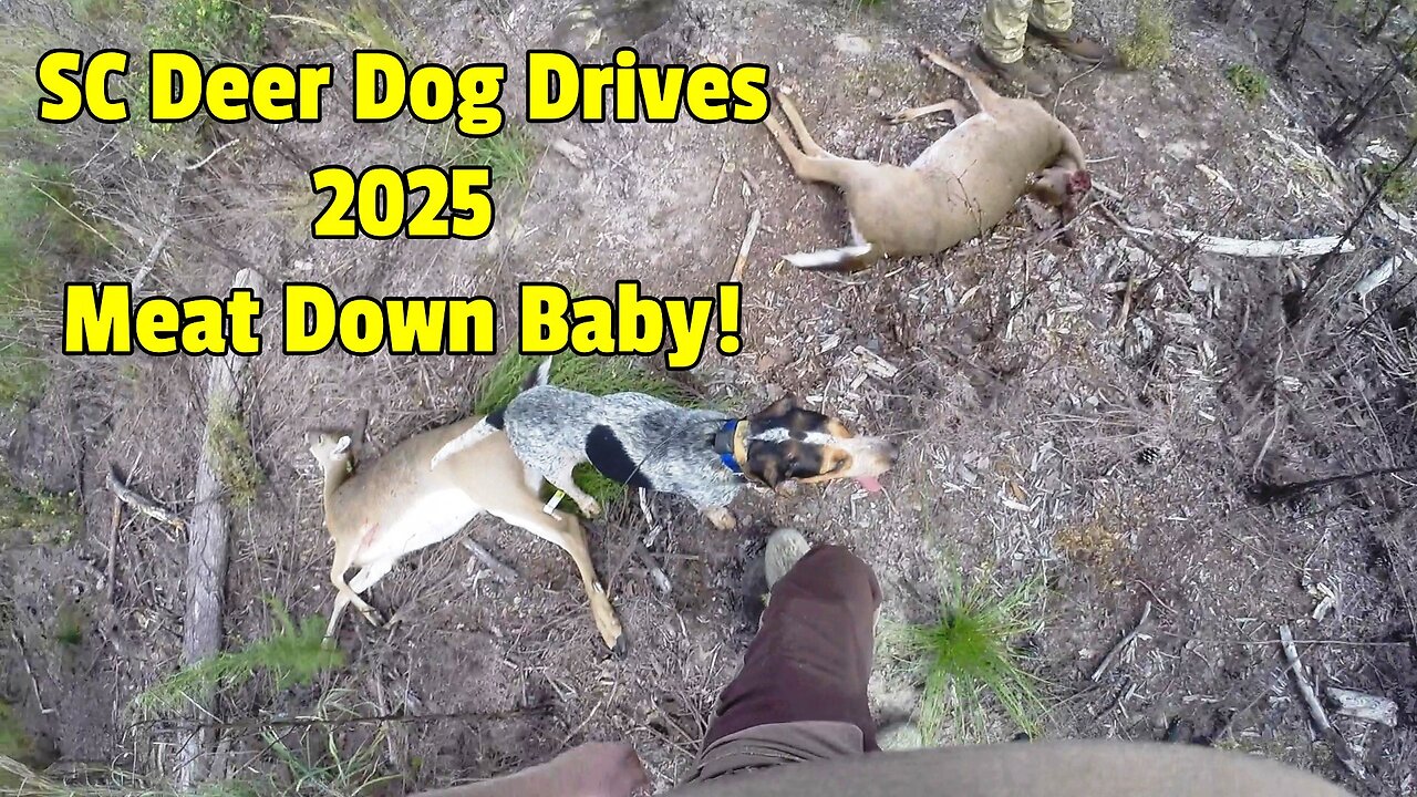 SC Deer Dog Drives 2025! Week 4...