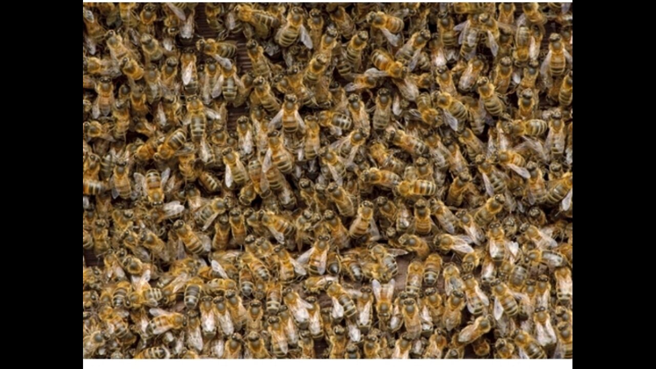 100M+Views! Top Bees Rescue