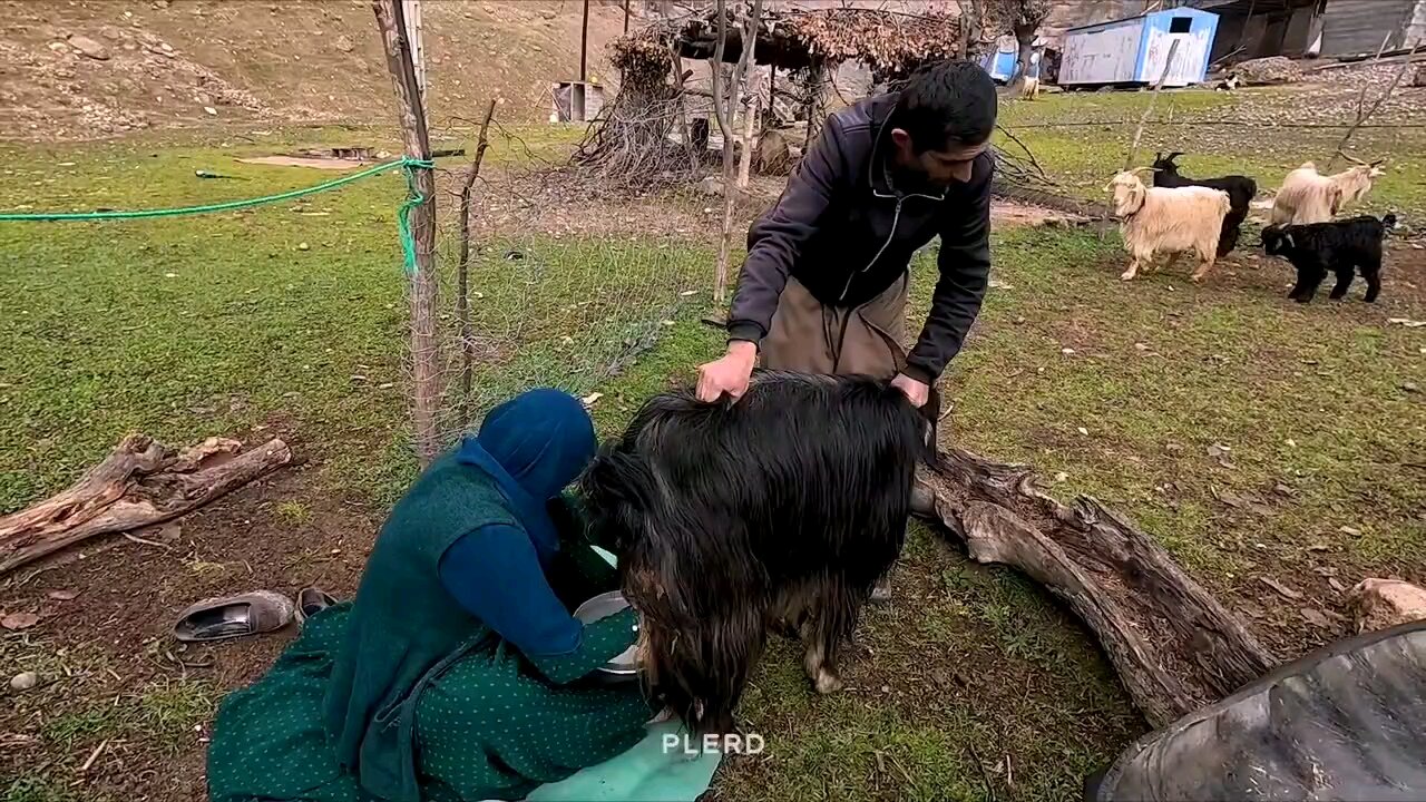 milking the goats by the nomadic woman by the hand and having lunch