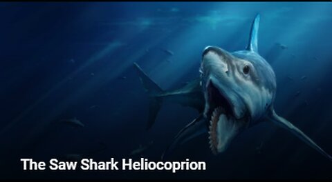 The Saw Shark Heliocoprion