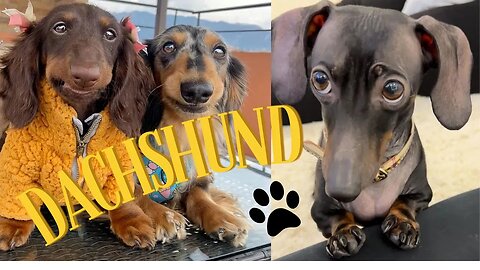 Most Famous Dachshund Dog Video compilation Dachshund Around the World Miniature Weiner Deckel Dog.