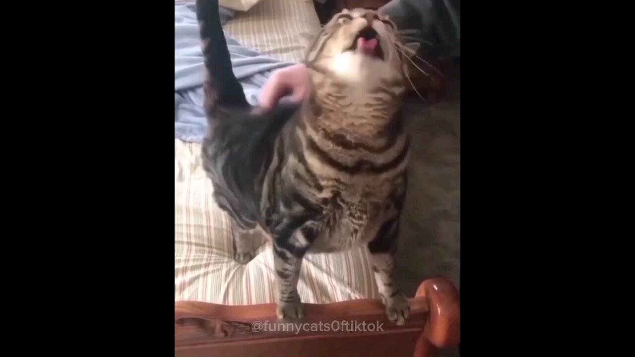 cute cat funny moment !#viral #training #cat video #like #FunnyCats #follow #share video