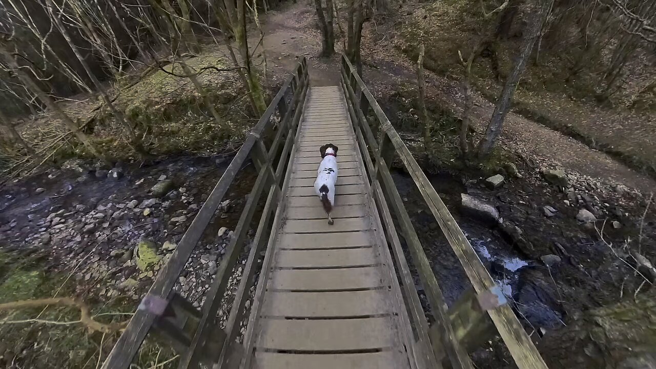 Hamsterley Forest Trail run / walk