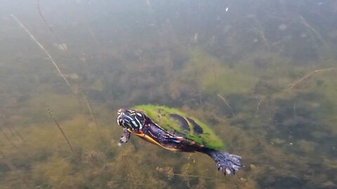 Painted Turtle