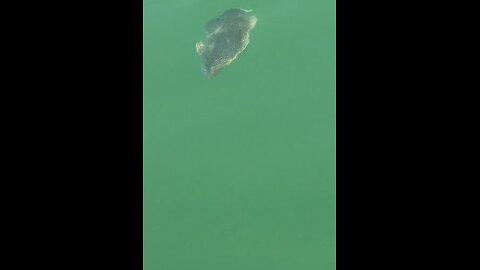 Livestream Highlights | What Kind Of Floundering Fish Is This?