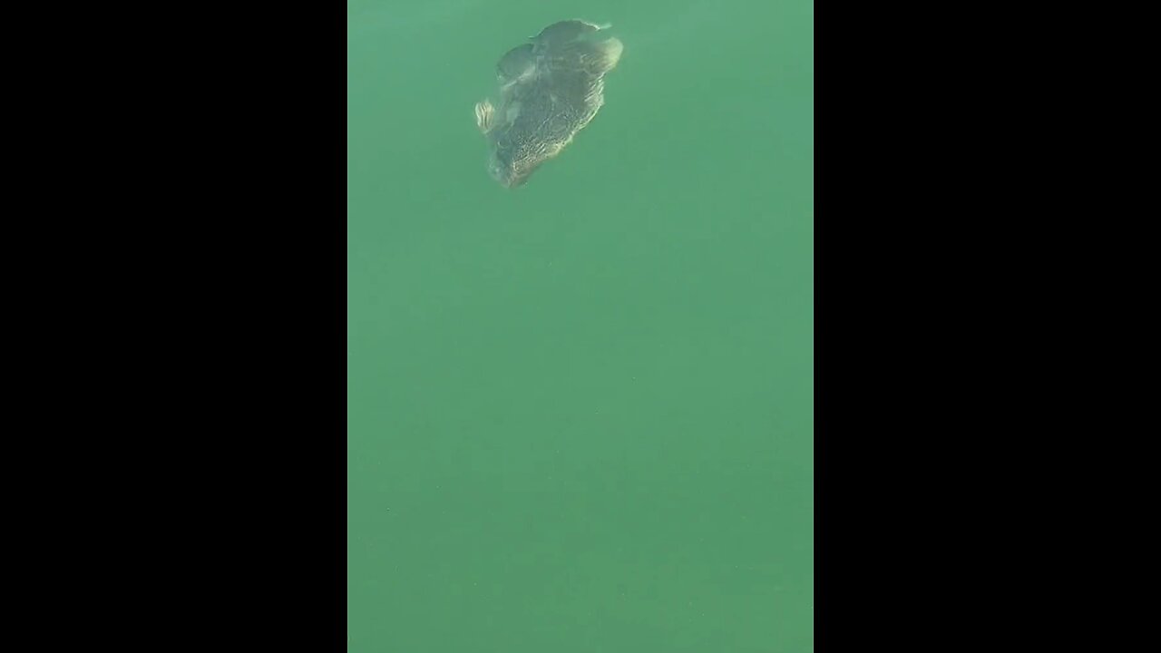 Livestream Highlights | What Kind Of Floundering Fish Is This?