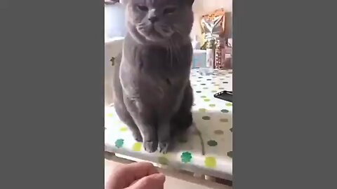 video komplikasi kucing lucu