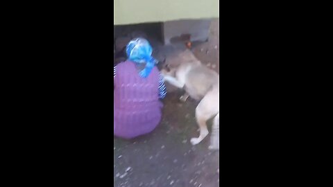 Mama dog shows gratitude to a woman for feeding her babies.🥰