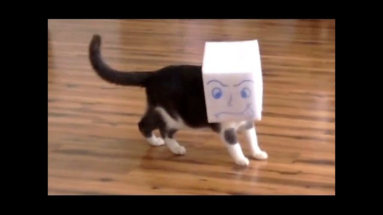 HARDEST LAUGH CHALLENGE - Cat Vines COMPILATION - SCARED and CLUMSY cats