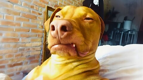 Funniest Animal Videos 2025 😂 Pets Being Silly, Goofy & Absolutely Hilarious