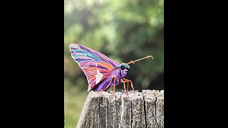 In the Studio: Spirit of a Moth