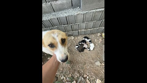 Sweet moment with our new family🐶🥰