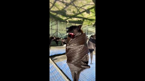 The Bats Yawn