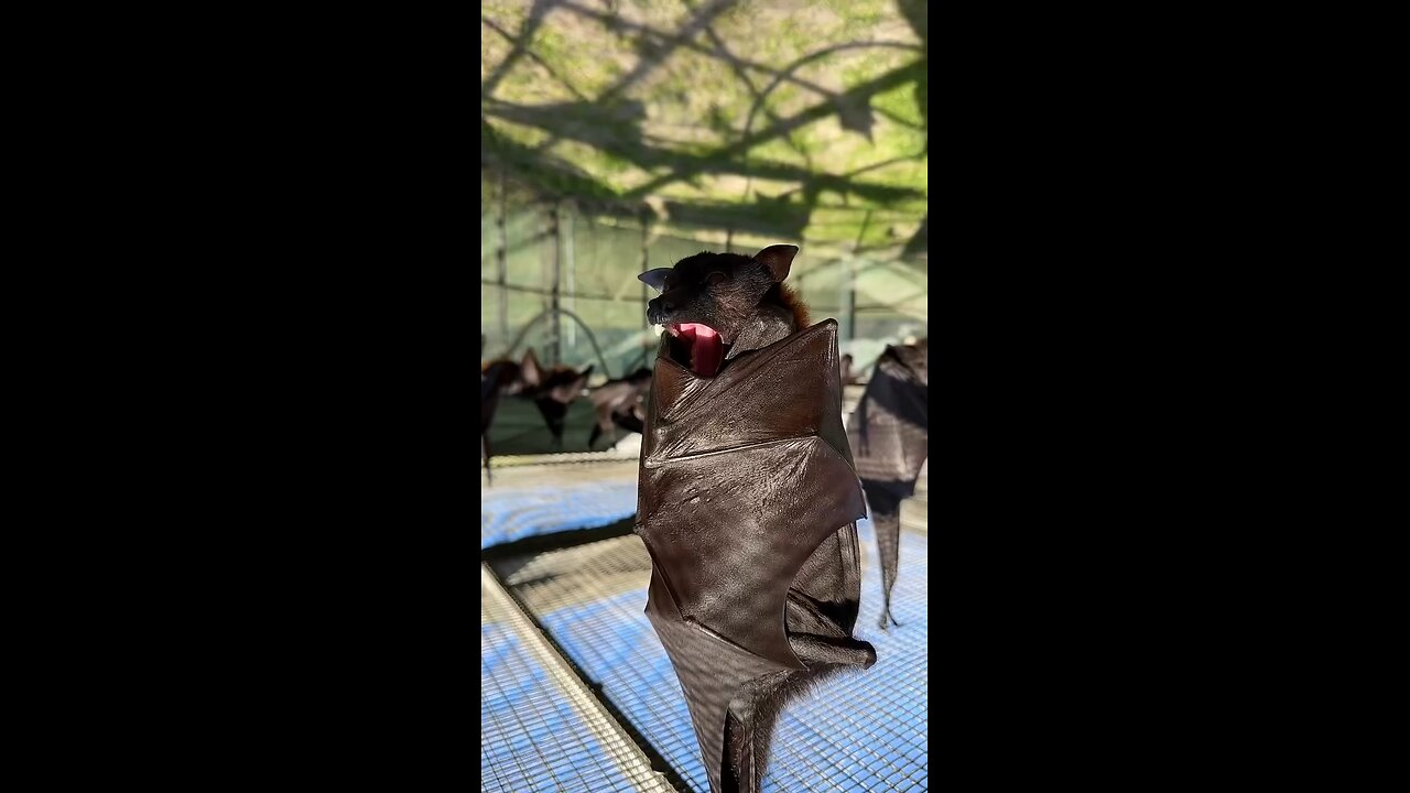 The Bats Yawn