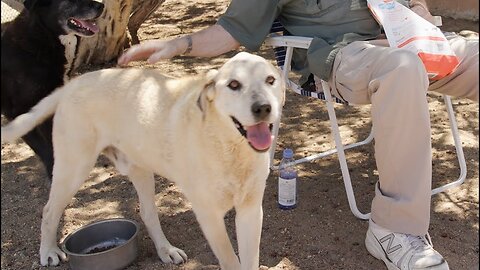 Watch how young Leupold got in two years! He's as fast as a greyhound now! [Ep 65]