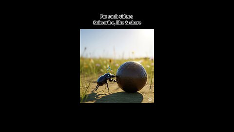 "The Dung Beetle and Human Desires – A Deep Life Lesson