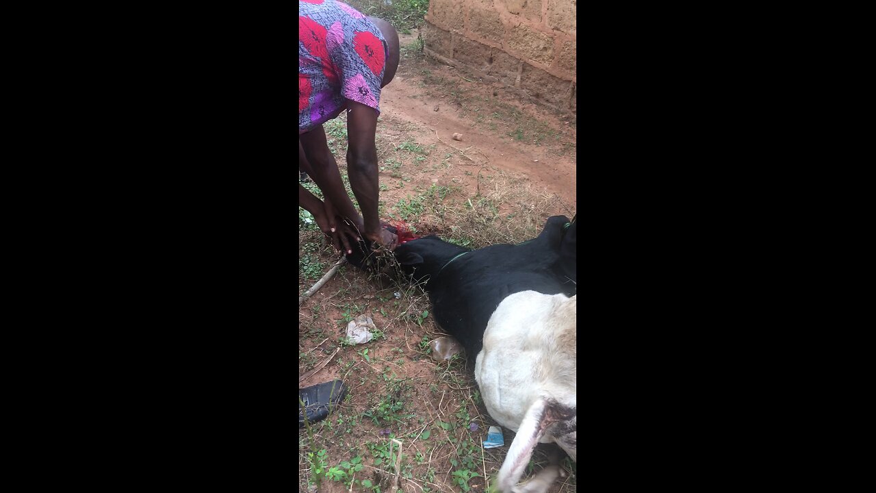 2025 Sallah Prep: Full Ram Slaughtering Process (PART 2)