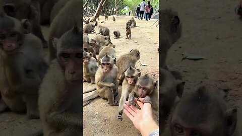 Funny monkey
