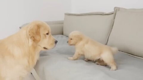Golden Retriever Dad Meets His Puppy Son For The First Time.