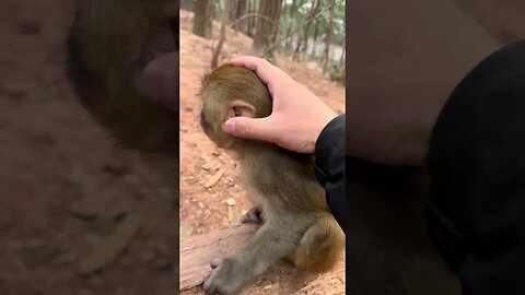 Don't touch the little monkey