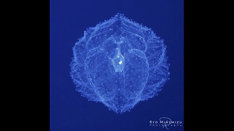 Giant Acorn Worms - Copy