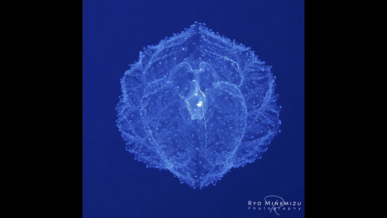 Giant Acorn Worms - Copy