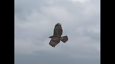 🦅 Get Off Of My Cloud - Rolling Stones 🦅