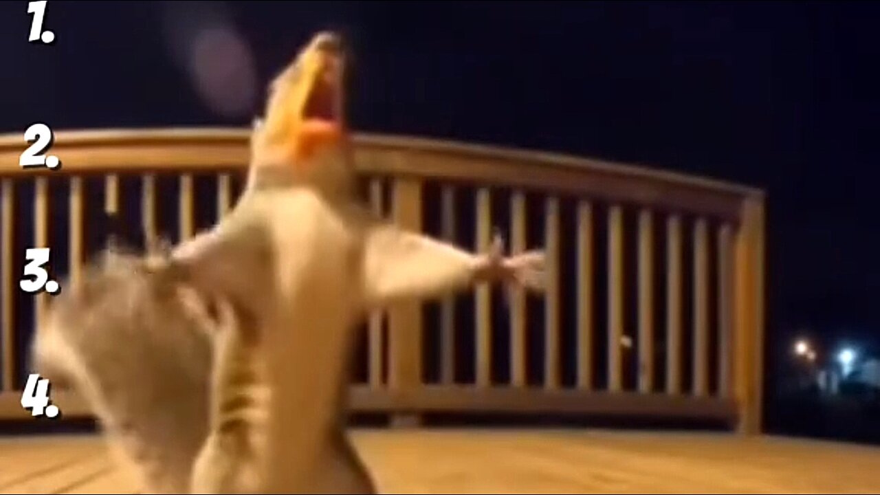 TOP 8 ANIMALS EATING BULDAK 😂