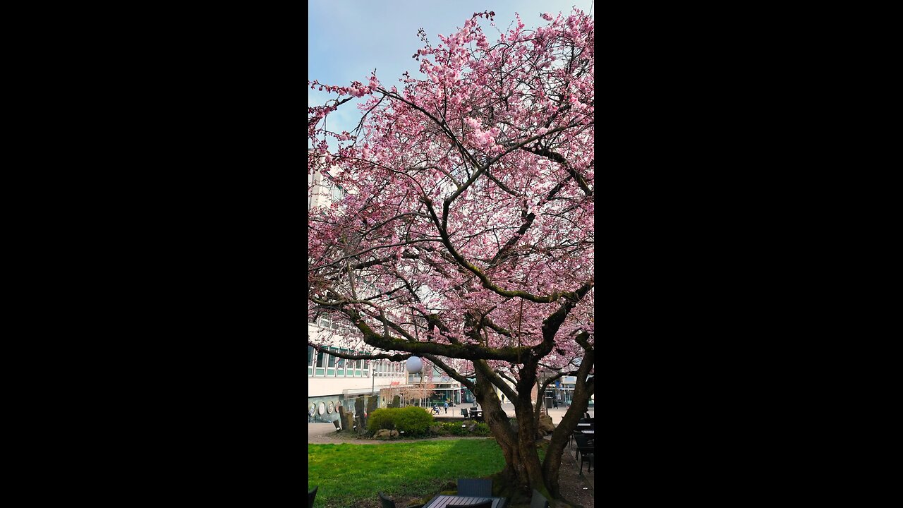 Cherry blossoms!