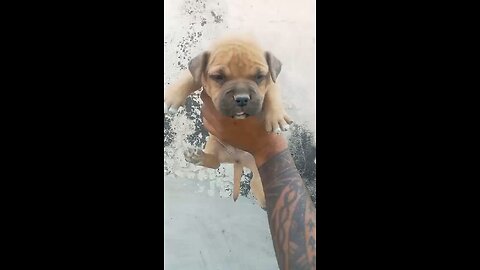 Dog lovers