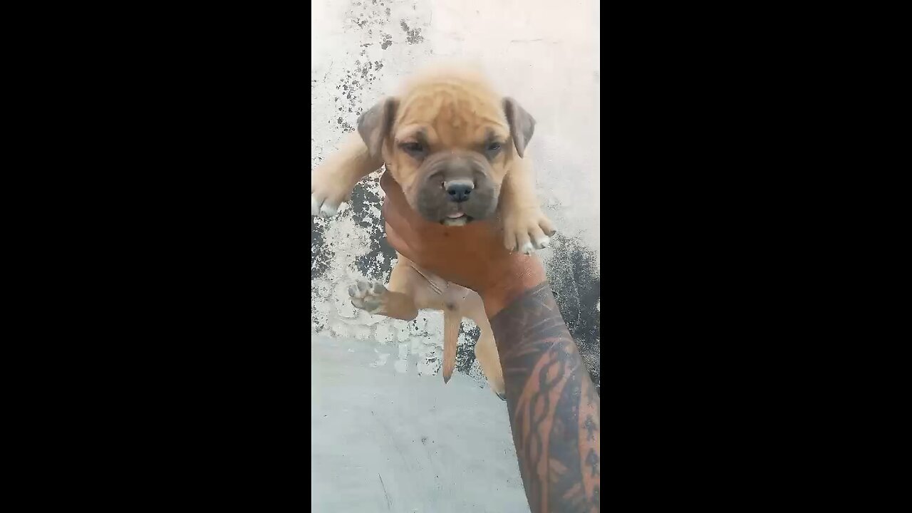 Dog lovers